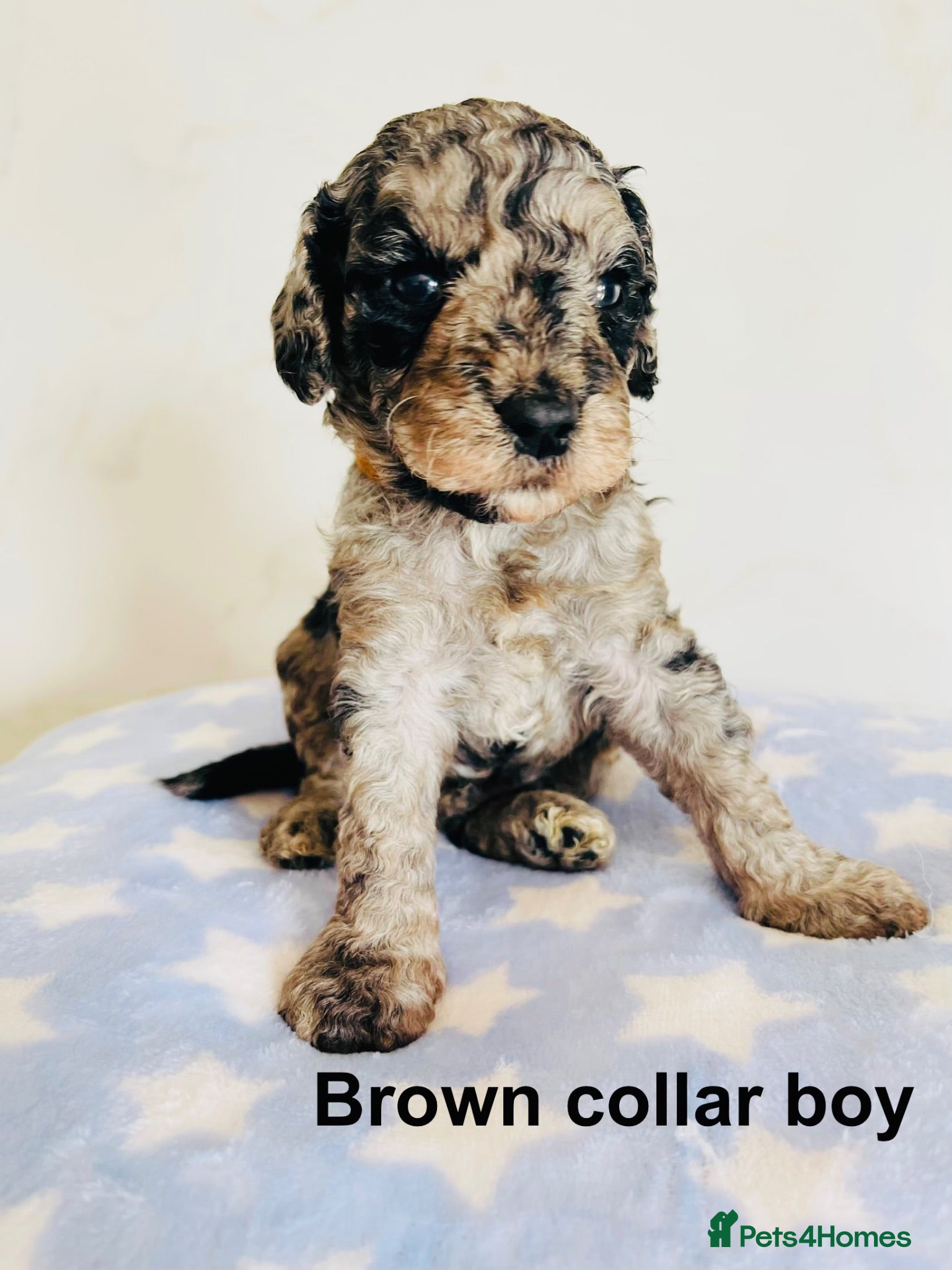 Cockapoo dogs Stunning DNA/Health tested tri colour Cockapoo - Advert 2