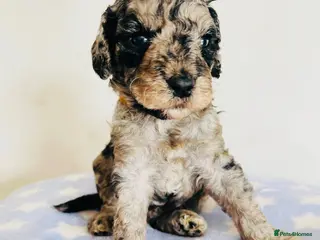 Cockapoo dogs Stunning DNA/Health tested tri colour Cockapoo - Advert 2