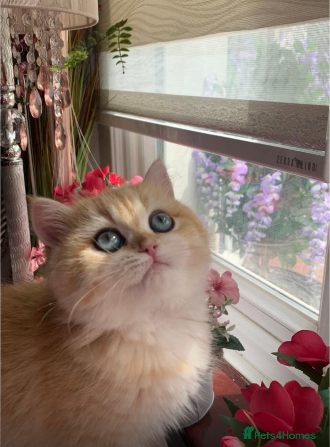 British Shorthair cats for sale:  GCCF champion lines Ny12  Bsh golden chinchilla  - Advert 14