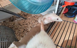Rat rodents for sale: Female rat family need new home - Image 4