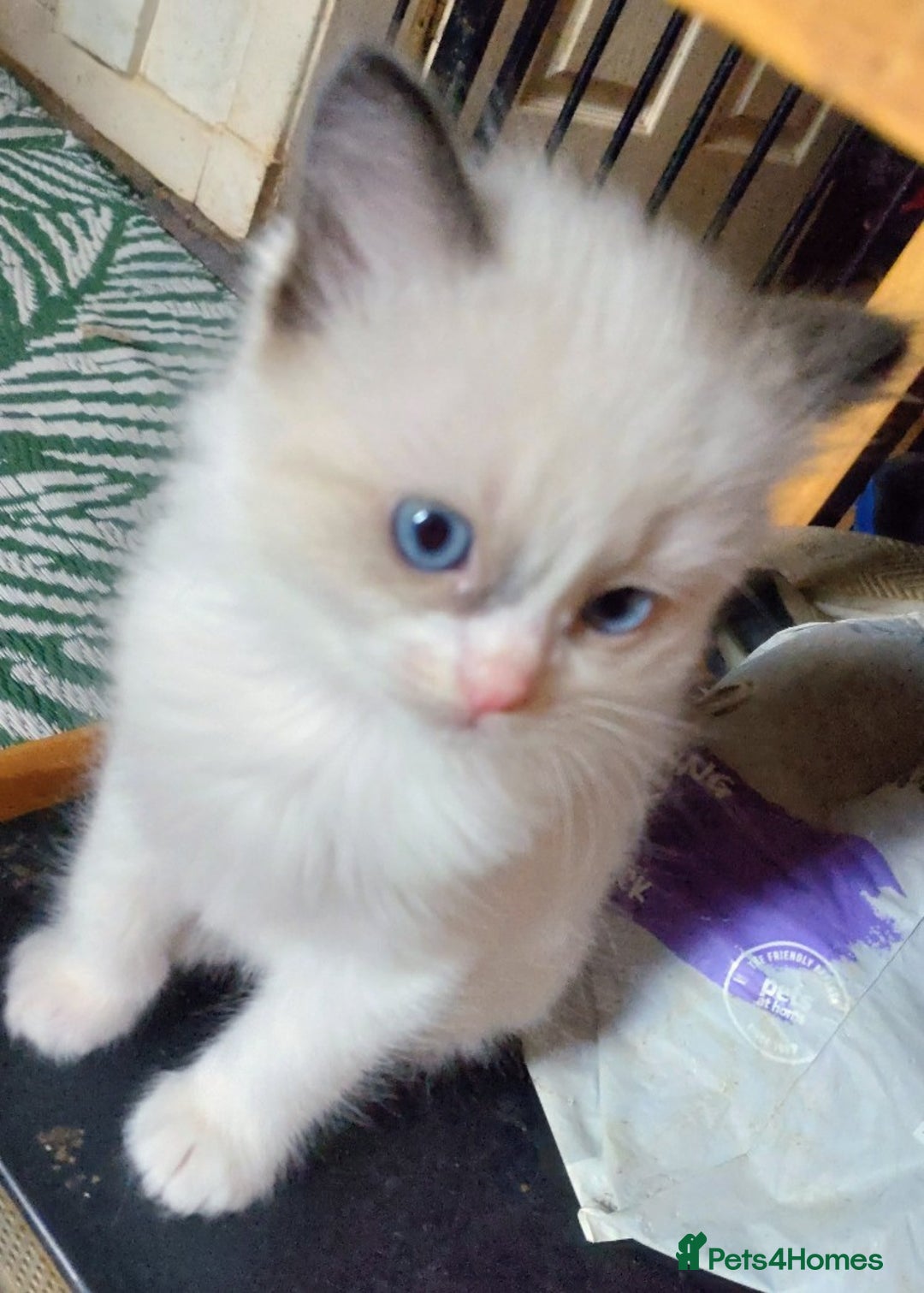 Ragdoll cats for sale: Ragdoll kittens  - Image 4