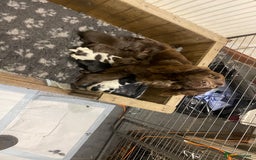 Sprocker dogs for sale: Working chocolate Sprocker puppies  - Image 1