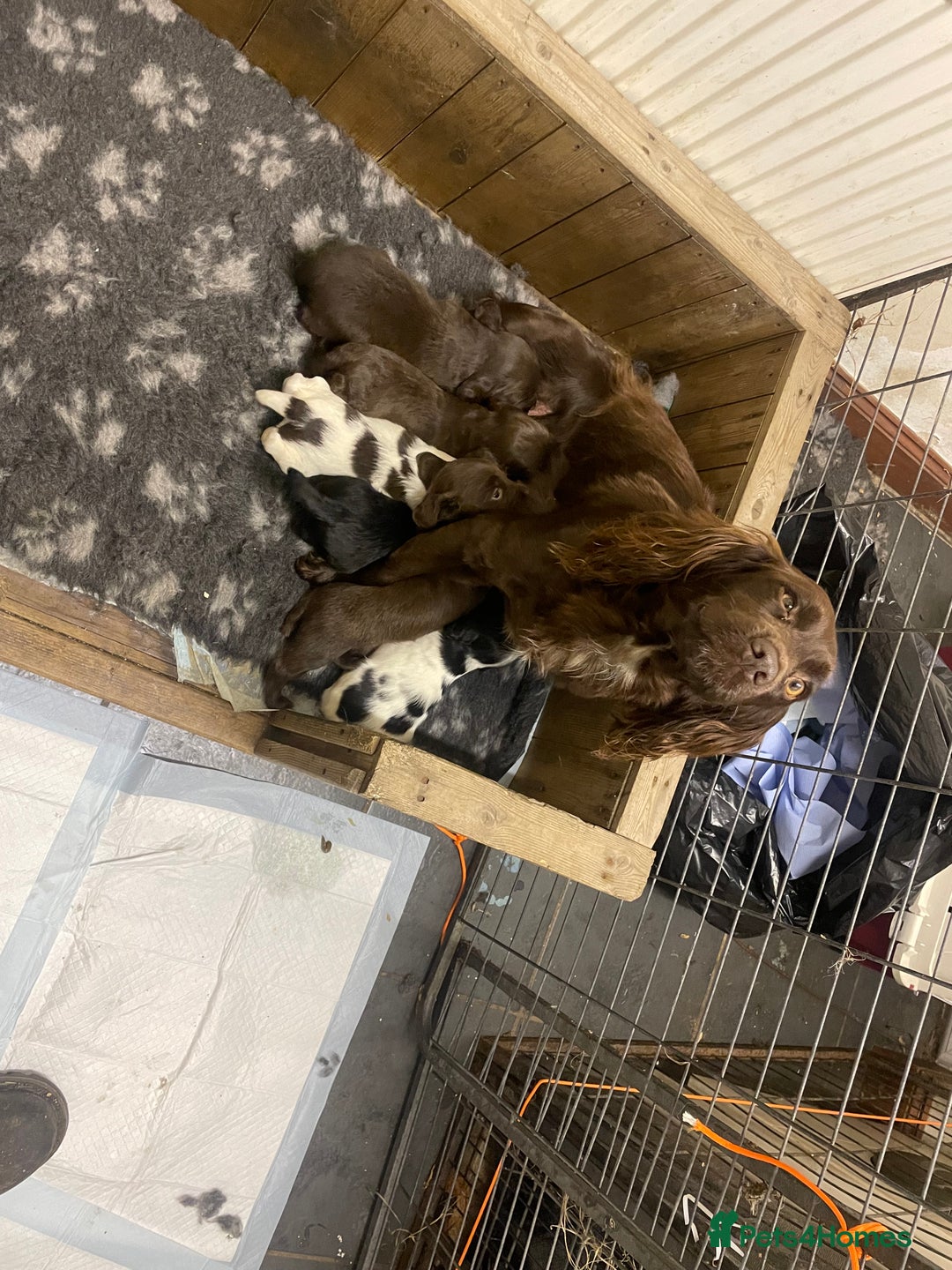 Sprocker dogs for sale: Working chocolate Sprocker puppies  - Image 1