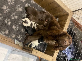 Sprocker dogs for sale - Advert 1
