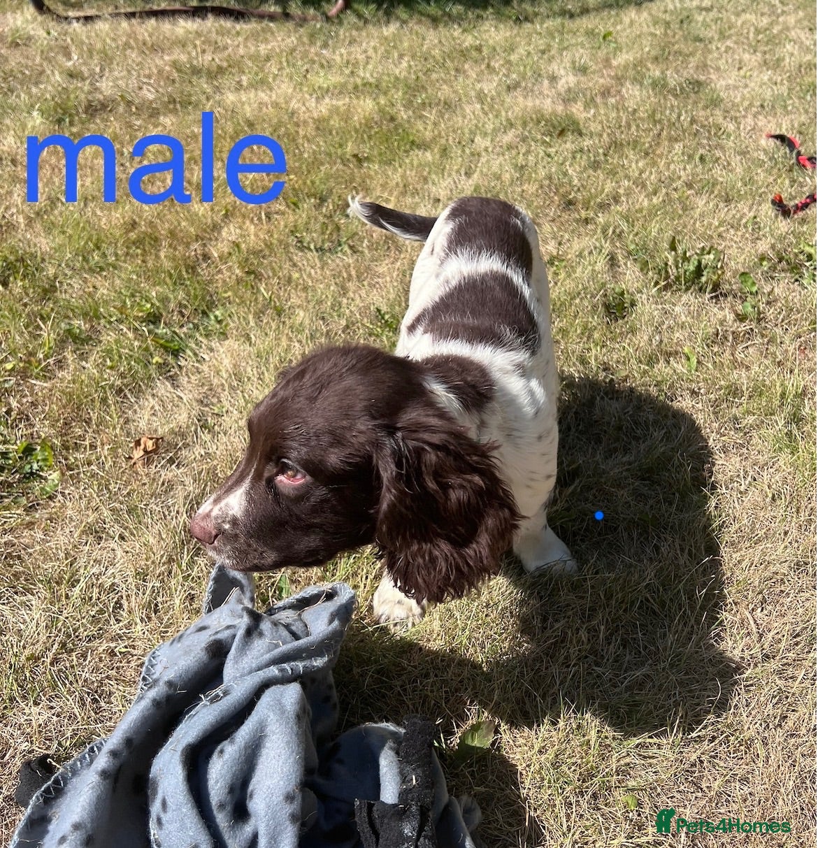 English Springer Spaniel dogs Gorgeous English Springer Spaniels  - Advert 2