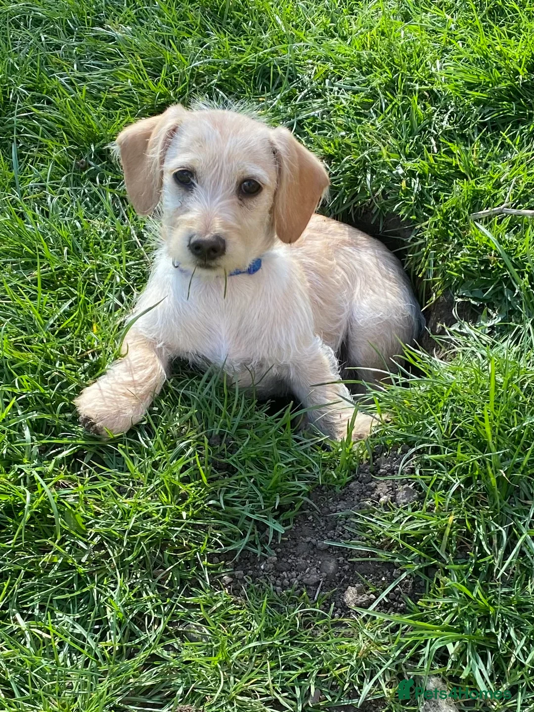 Mixed Breed dogs for sale: Daxie-CHON PUPPIES FOR SALE - Advert 2