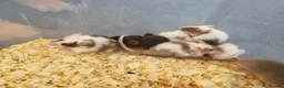 Mouse rodents for sale: Selection of Fancy mice - Advert 4