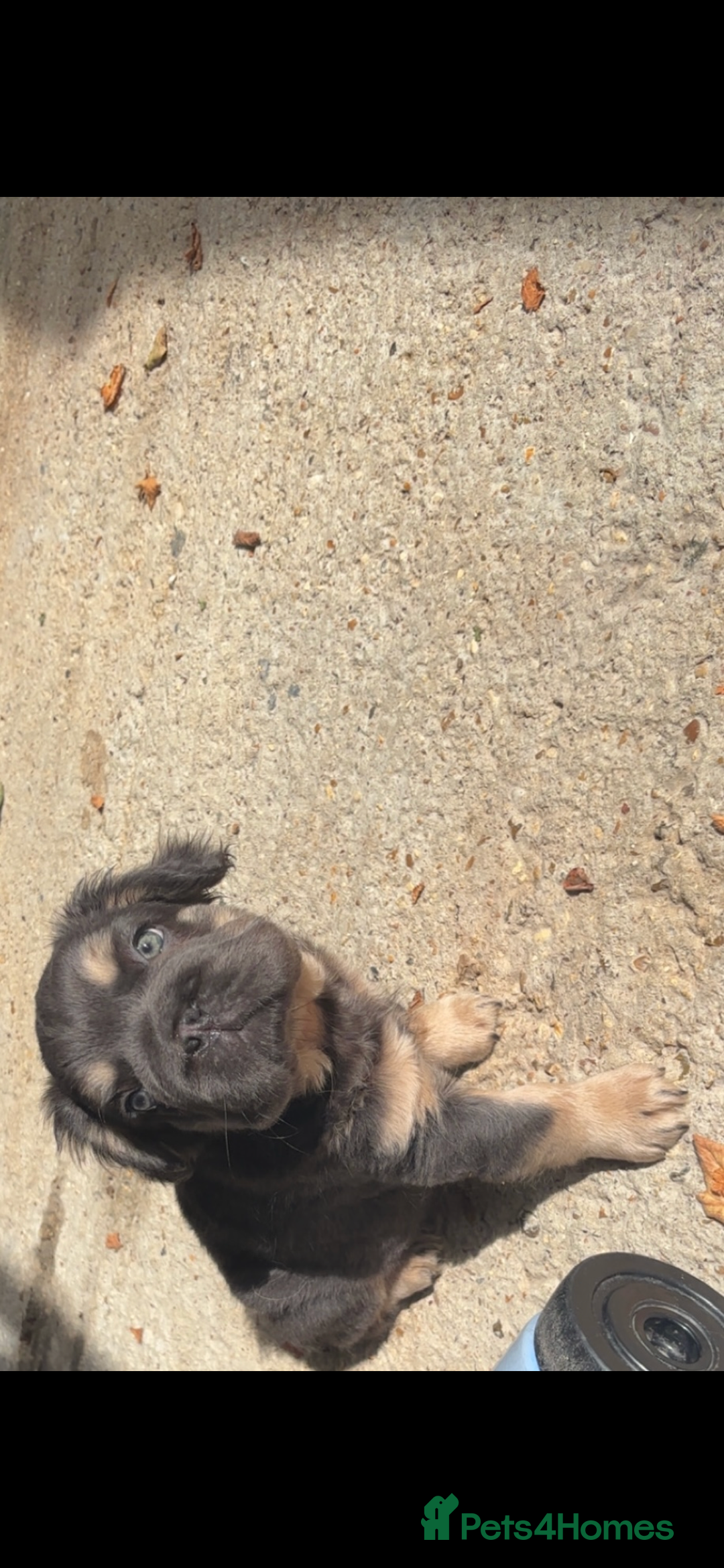 French Bulldog dogs for sale: Quality 5star🌟full visual fluffy French bulldogs  - Image 25