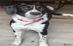 Sprollie dogs for sale: Beautiful collie x springer - Image 1