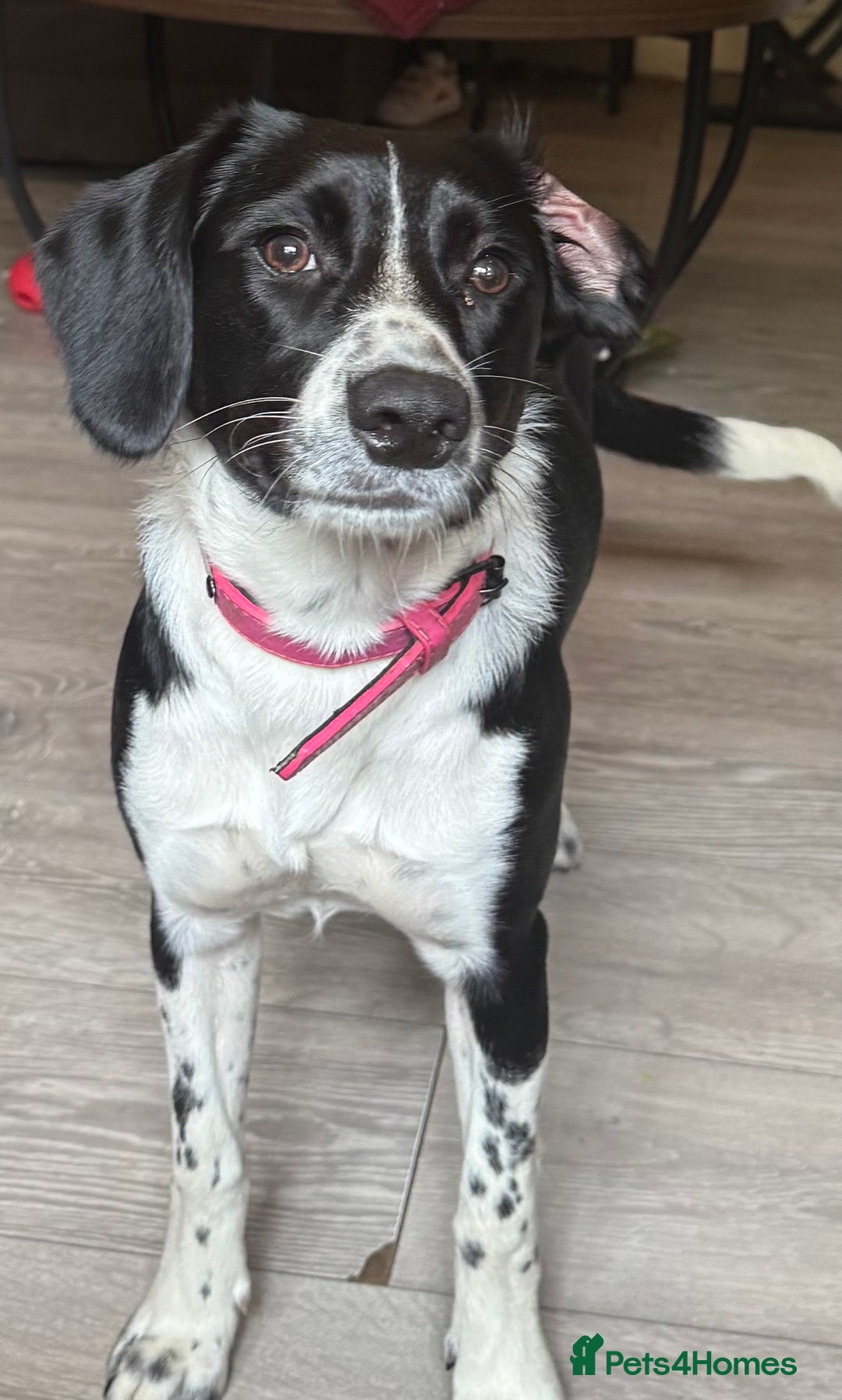 Sprollie dogs for sale: Beautiful collie x springer - Image 1