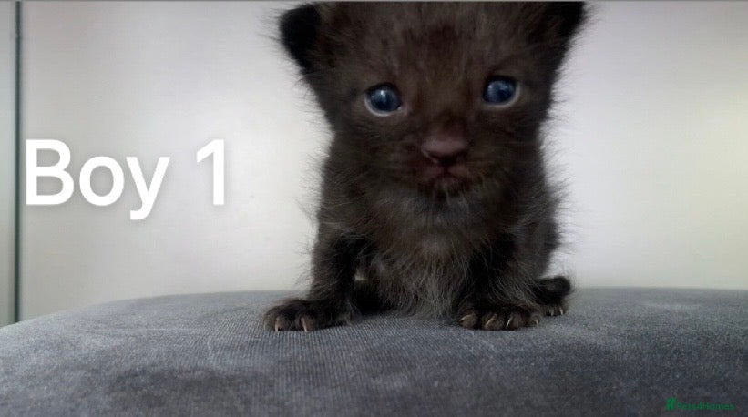 Ragdoll cats Bombay x rag doll ready to reserve Now  - Advert 1