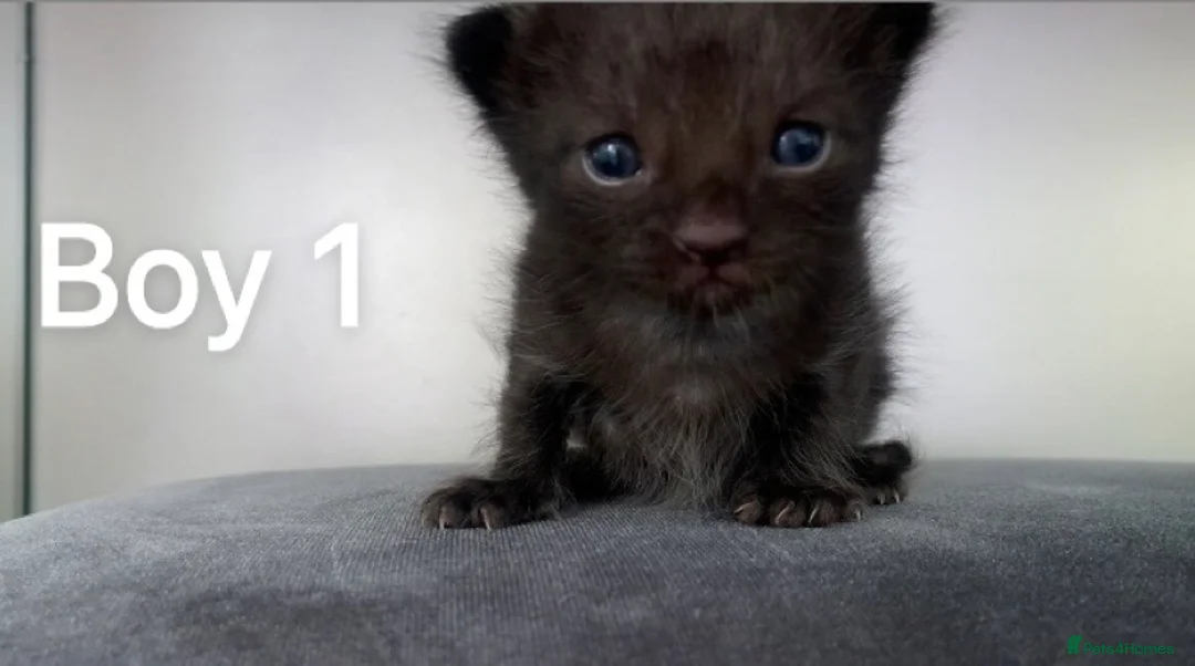 Ragdoll cats for sale: Bombay x rag doll ready to reserve Now  in Cannock - Advert 1