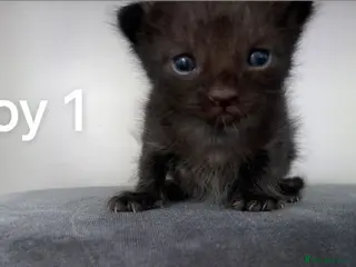 Ragdoll cats Bombay x rag doll ready to reserve Now - Advert 1