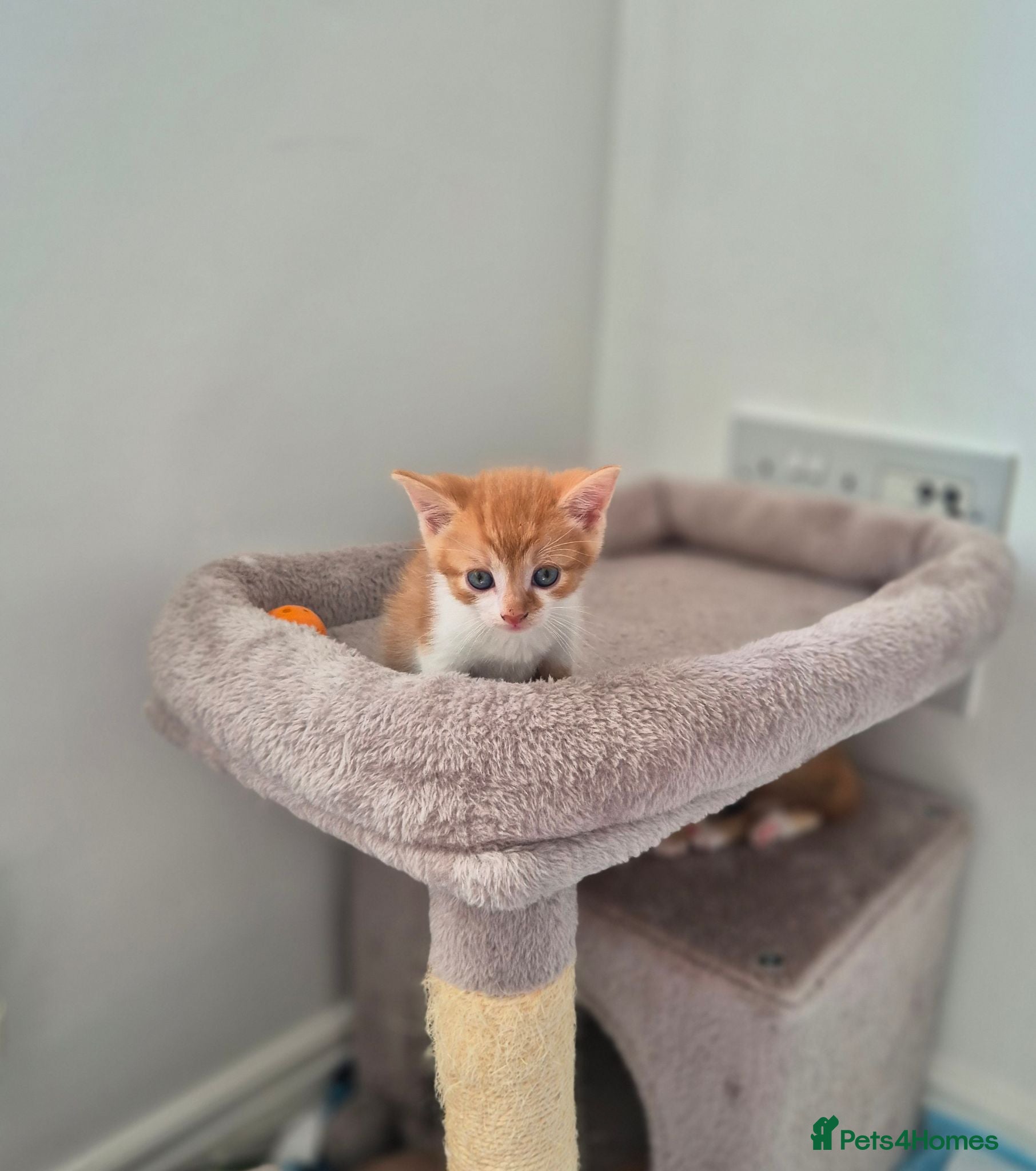 Mixed Breed cats Beautiful ginger kittens  🐾 - Advert 3
