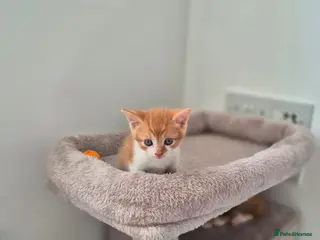 Mixed Breed cats Beautiful ginger kittens 🐾 - Advert 3