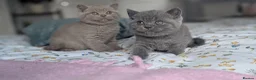 British Shorthair cats for sale: GCCF REGISTERED OUTSTANDING BRITISH SHORTHAIR  - Advert 9