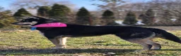 Mixed Breed dogs for adoption: ❤️🐶 CHLOE – THE DOG FOSTERS FALL IN LOVE WITH in Burton-on-Trent - Advert 10