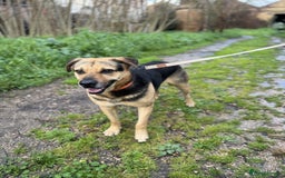 Mixed Breed dogs for adoption: A Life of Abuse please Help ! in Hengoed - Image 2