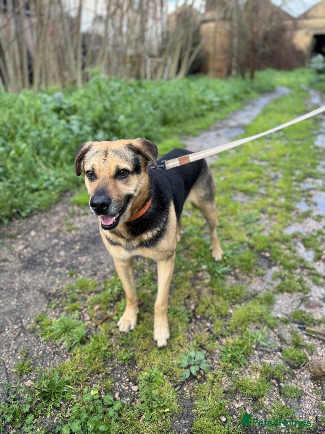 Mixed Breed dogs for adoption: A Life of Abuse please Help ! in Hengoed - Image 2