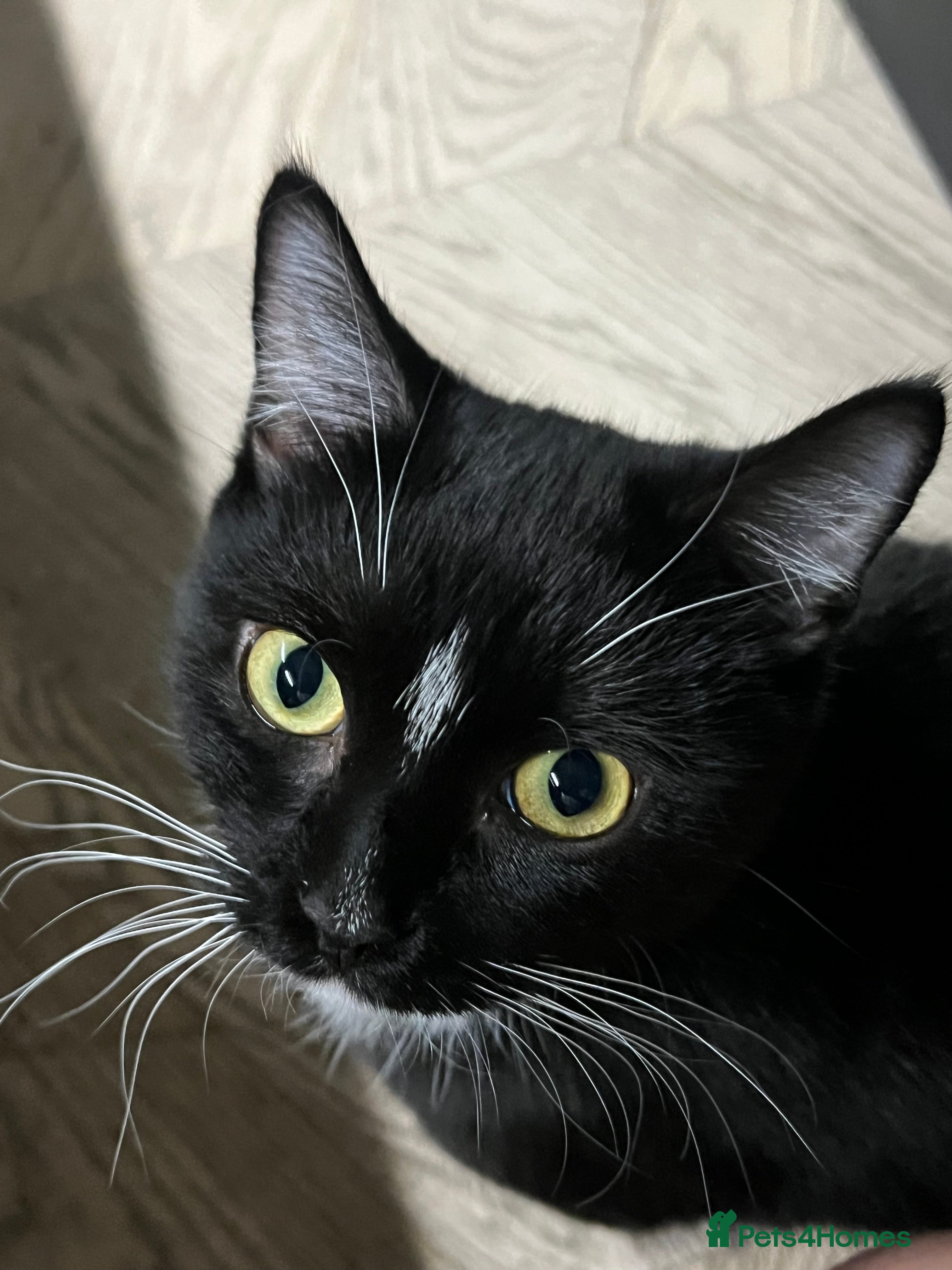 Mixed Breed cats Black &amp; White Tuxedo Cat Looking for a Loving Home - Advert 10