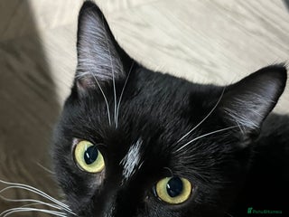 Mixed Breed cats Black & White Tuxedo Cat Looking for a Loving Home - Advert 1