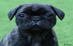 Frug dogs for sale: Frug puppies - Advert 5