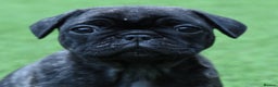 Frug dogs for sale: Frug puppies - Advert 5