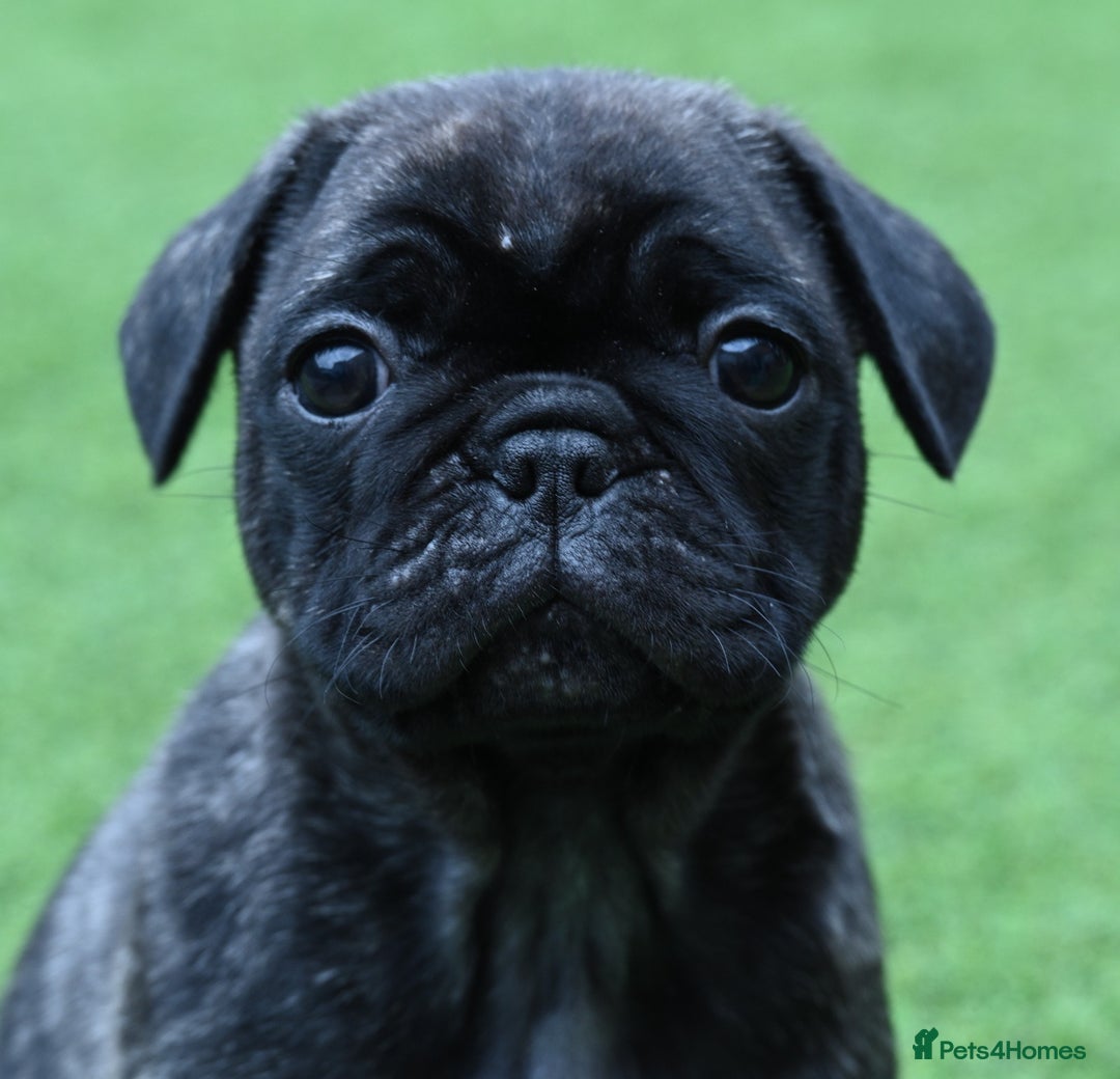 Frug dogs for sale: Frug puppies - Advert 5