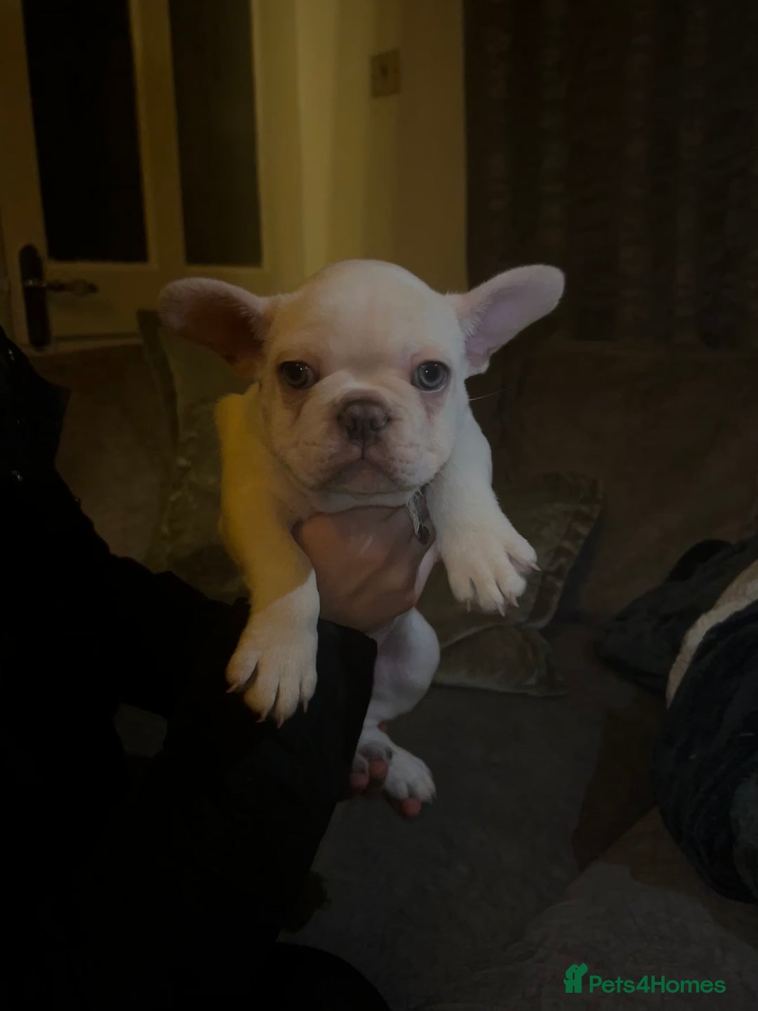 French Bulldog dogs for sale: French fries due to leave 3rd January  - Advert 19