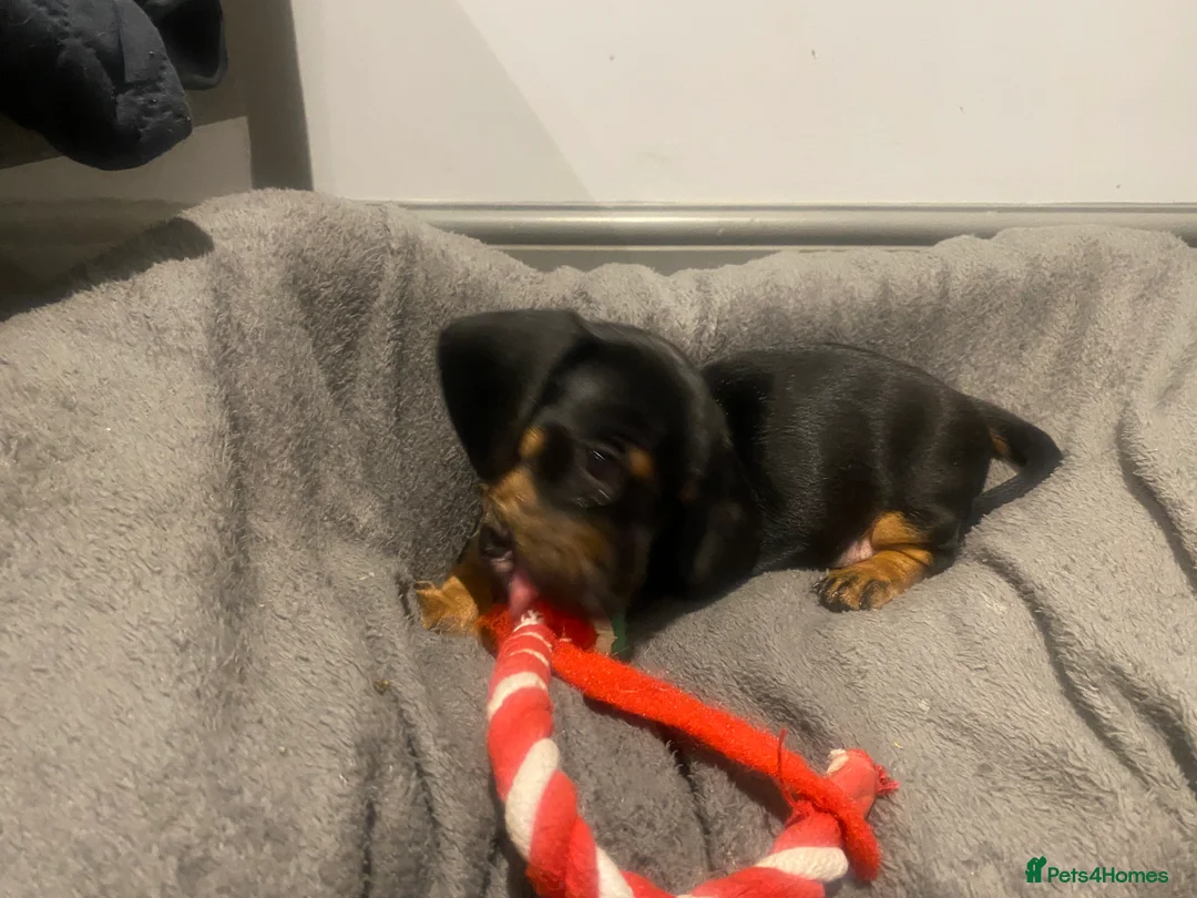 Miniature Dachshund dogs for sale: Miniature dachshund  - Advert 8