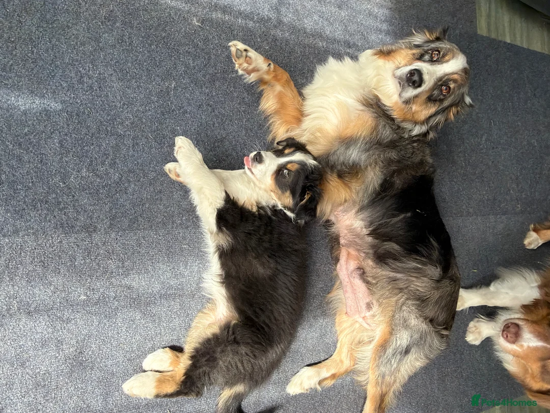 Australian Shepherd dogs for sale: The last beautiful female Australian Shepherd in Poole - Advert 1