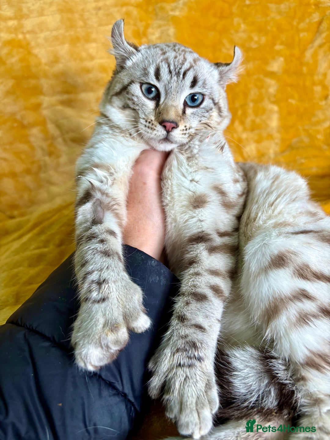 Keetso cats for sale: Super wild looking poly curled eared leopard  - Advert 24