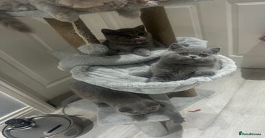 British Shorthair cats GCCF British blue boy ready after this weekend  - Advert 8