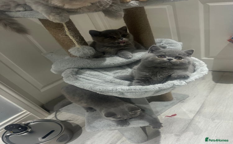 British Shorthair cats GCCF registered British blue boy - Advert 3