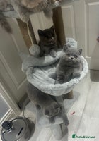 British Shorthair cats GCCF British blue boy ready after this weekend - Advert 6