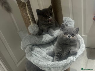 British Shorthair cats GCCF registered British blue boy - Advert 3