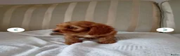Cavapoo dogs for sale: 8 stunning Cavapoo 🐕‍🦺 puppies 🐕‍🦺 - Advert 4