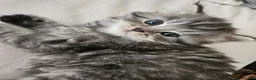 Mixed Breed cats for sale: Male Tuxedo Female Grey Tabby Persian X - Advert 6
