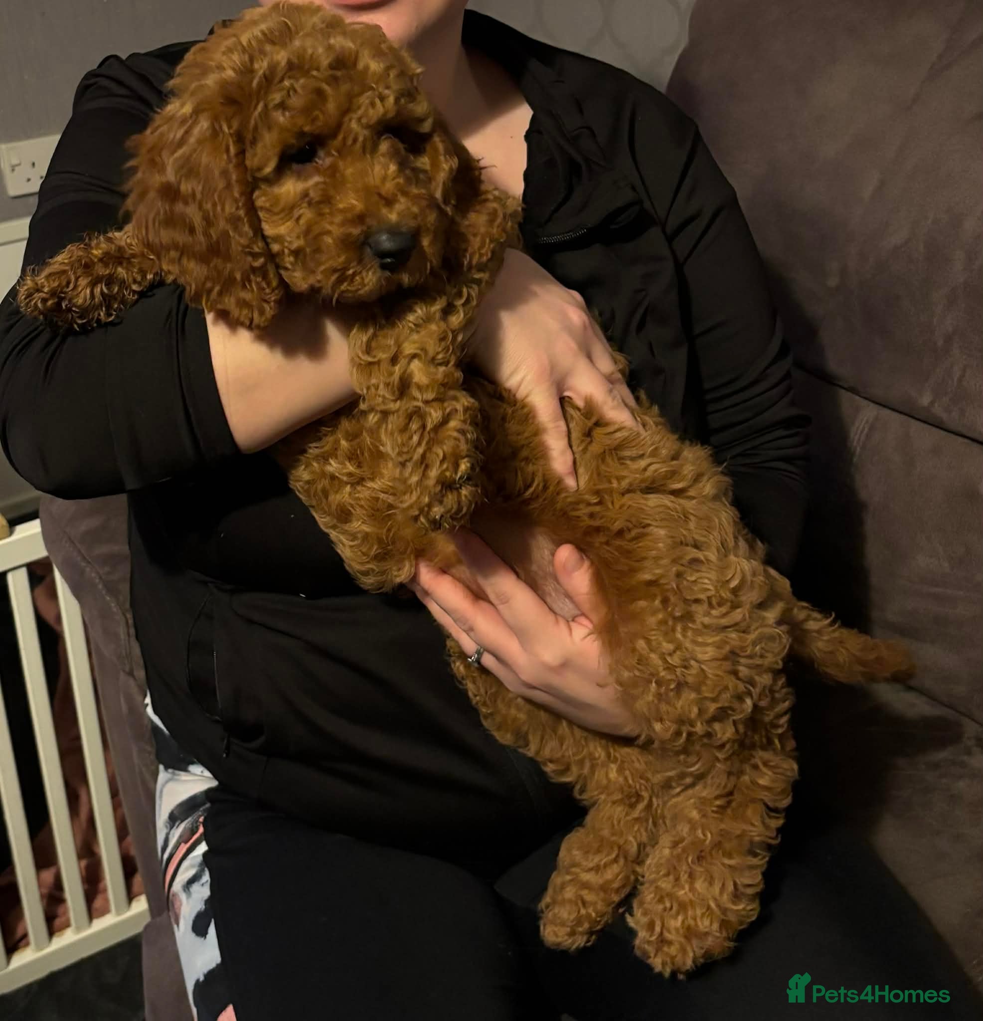 Cockapoo dogs Stunning Cockapoo Girl  - Advert 10