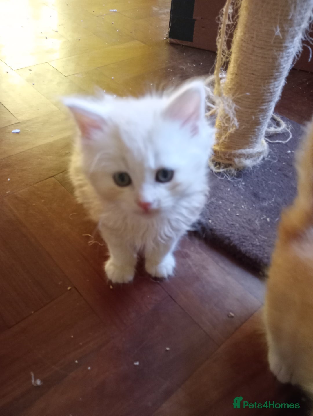 Maine Coon cats for sale: Maine coon kittens - Advert 9