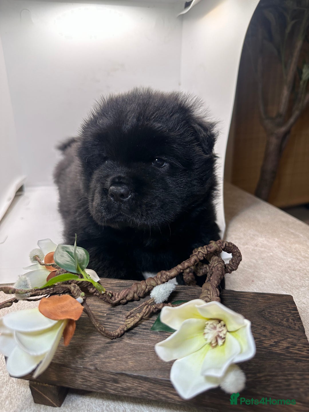 Chow Chow dogs for sale: Merle chow chow  - Advert 2