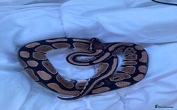 Python Snake reptiles for sale: female royal python plus 4ft vivarium  - Image 6