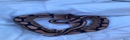Python Snake reptiles for sale: female royal python plus 4ft vivarium  - Advert 6