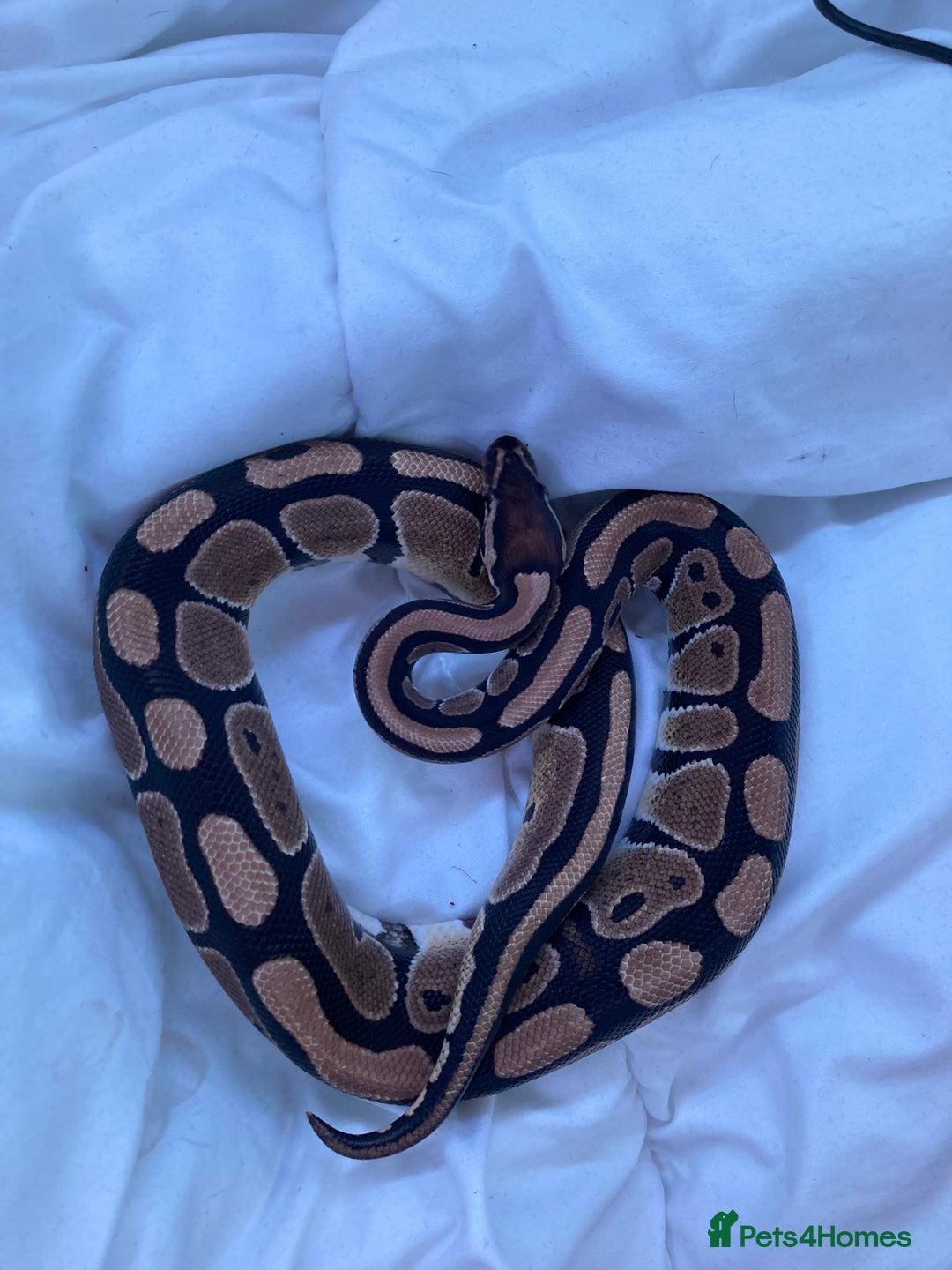 Python Snake reptiles for sale: female royal python plus 4ft vivarium  - Image 6