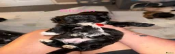 Shih Tzu dogs for sale: Beautiful  Shih Tzu puppies - 3 boys & 3 girls   - Advert 3
