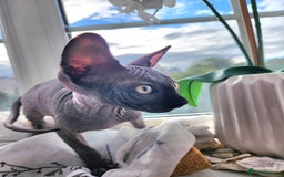 Sphynx cats for sale: Canadian blue-black sphynx kitten - Image 1