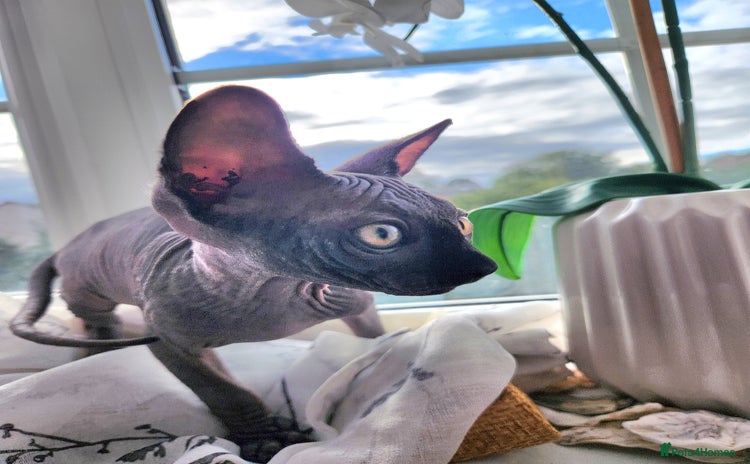 Sphynx cats - Advert 4