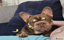 French Bulldog dogs for sale: mr Hugo  - Image 3