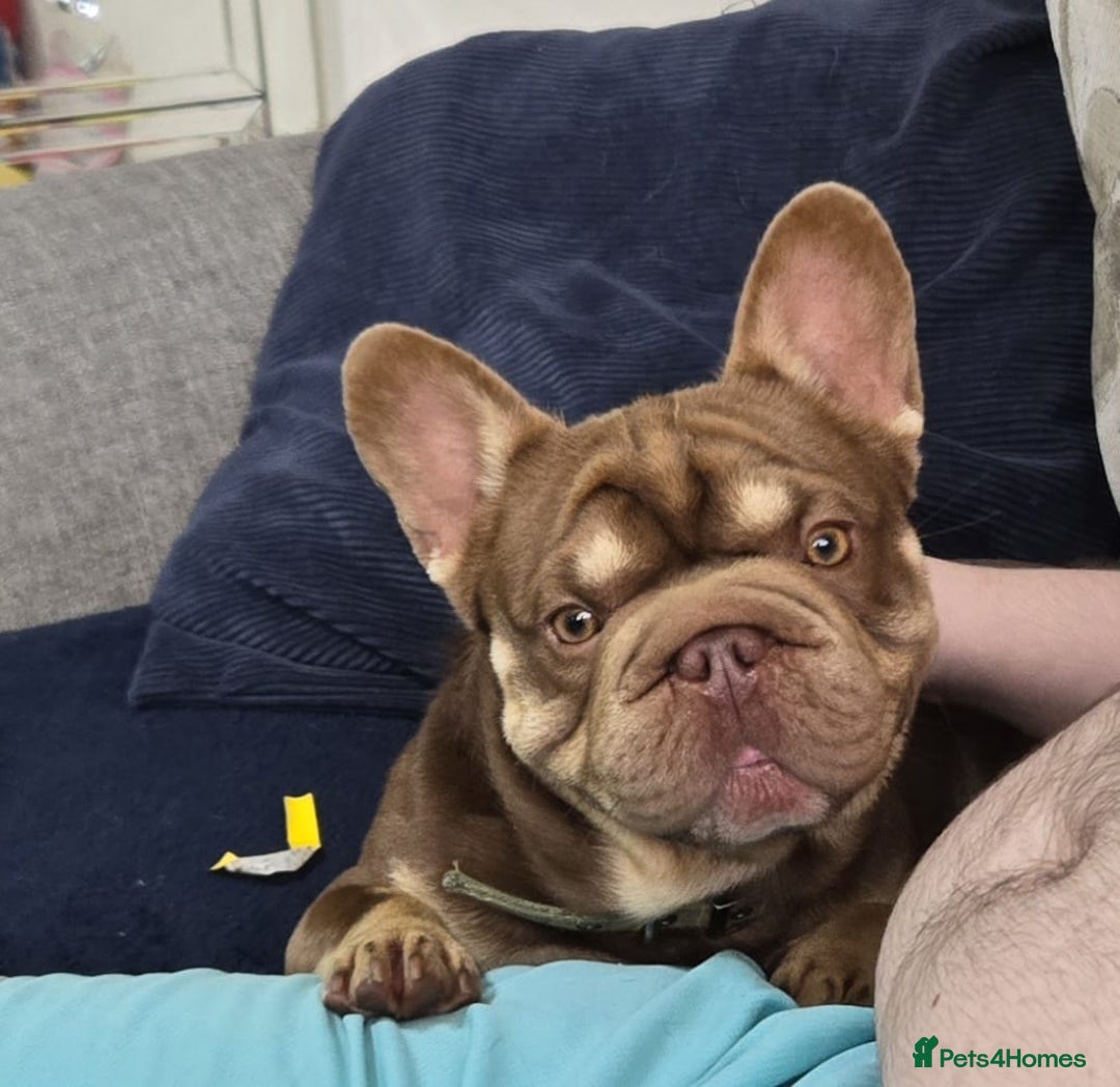 French Bulldog dogs for sale: mr Hugo  - Image 3