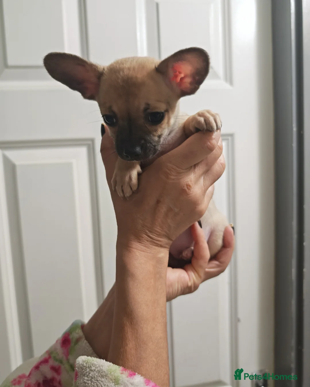 Chihuahua dogs for sale: Chihuahua puppys - Advert 38